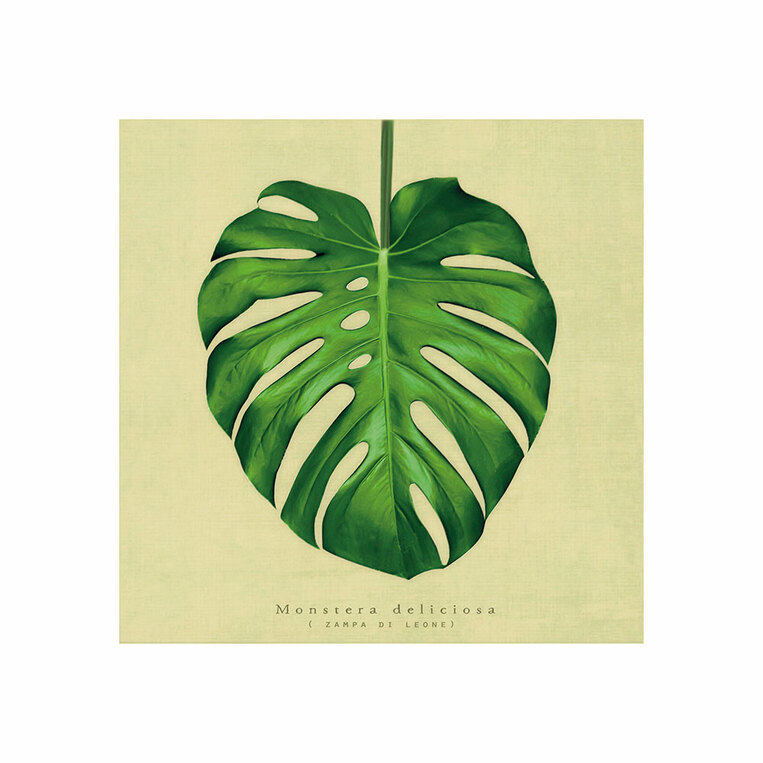 Καμβάς Chic Mic Monstera 20x20cm - CNV015